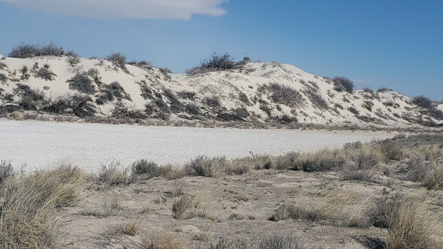 White Sands Playa and Dune Life Trails 